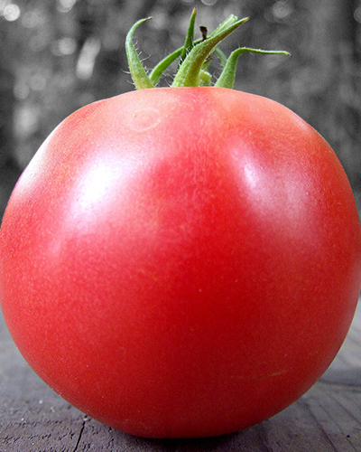新潟の新鮮トマト